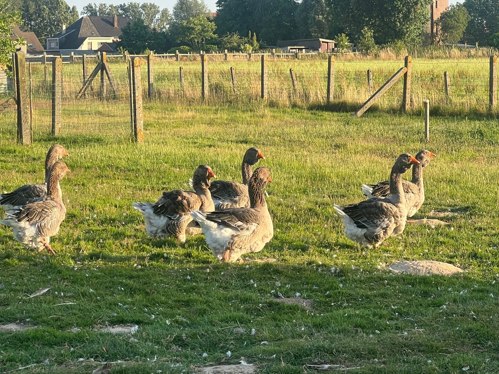 Toulouse ganzen, Dieren en Toebehoren, Pluimvee