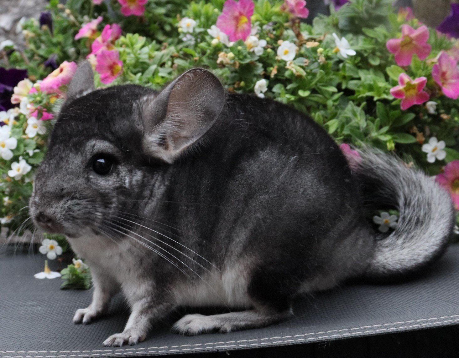 2 chinchilla’s met stamboom, maatwerk glazen kooi en extra's, Dieren en Toebehoren, Juli, Chinchilla