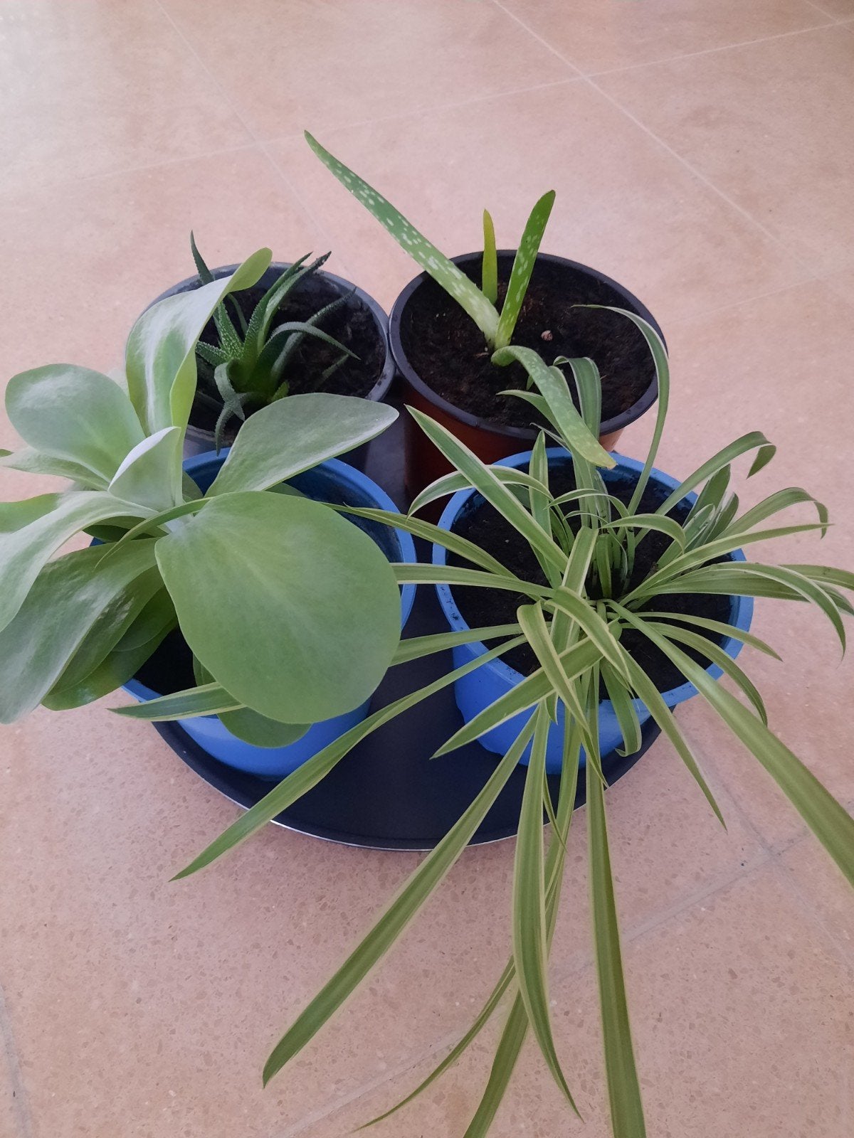 Lot kamerplant Graslelie,  Aloë Vera .... Samen voor €12, Huis en Inrichting, Kamerplanten, Ophalen