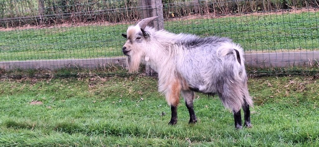 dwerggeit bokje, Mâle, Chèvre, 0 à 2 ans