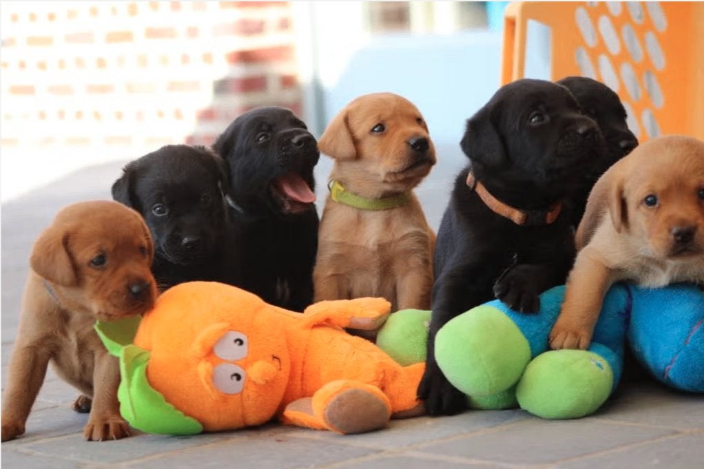 Labrador reutje zwart met FCI stamboom, Dieren en Toebehoren, Honden | Retrievers, Spaniëls en Waterhonden, België, Fokker | Hobbymatig