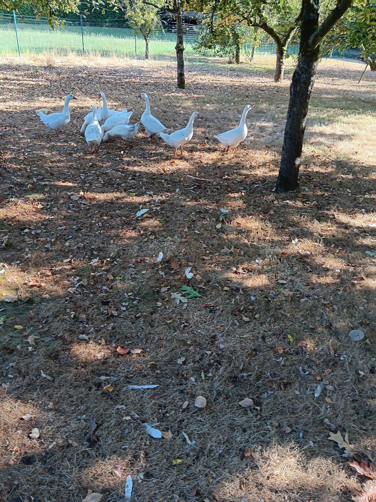 4 jonge ganzen te koop, Plusieurs animaux, Oie ou Cygne