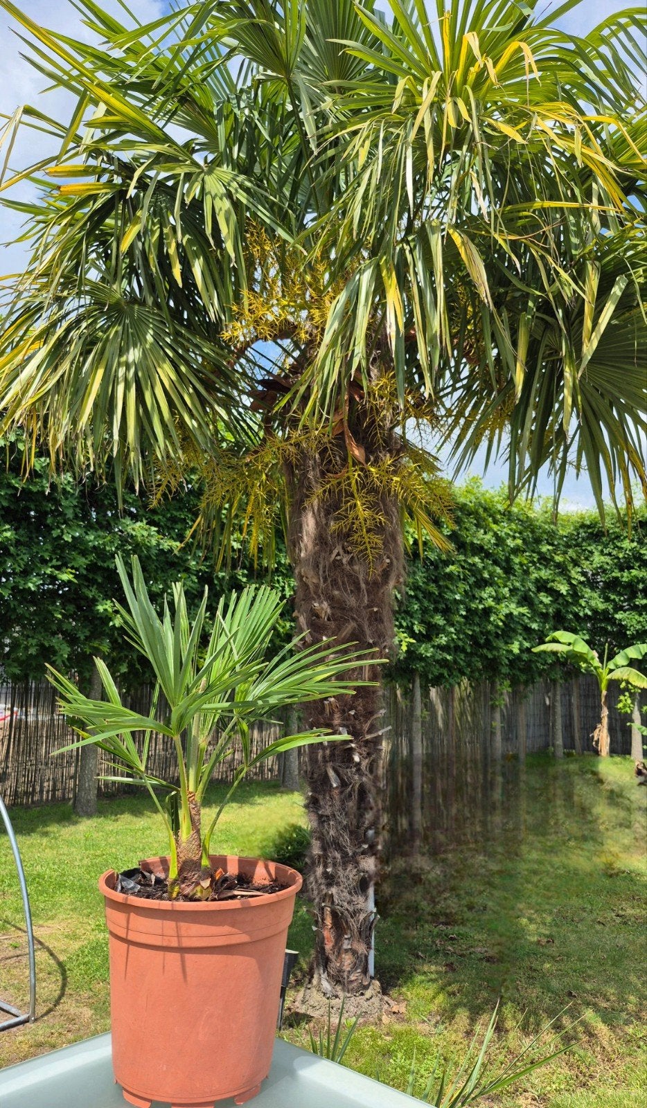 Winterharde palmboom Trachycarpus Fortunei, Ophalen