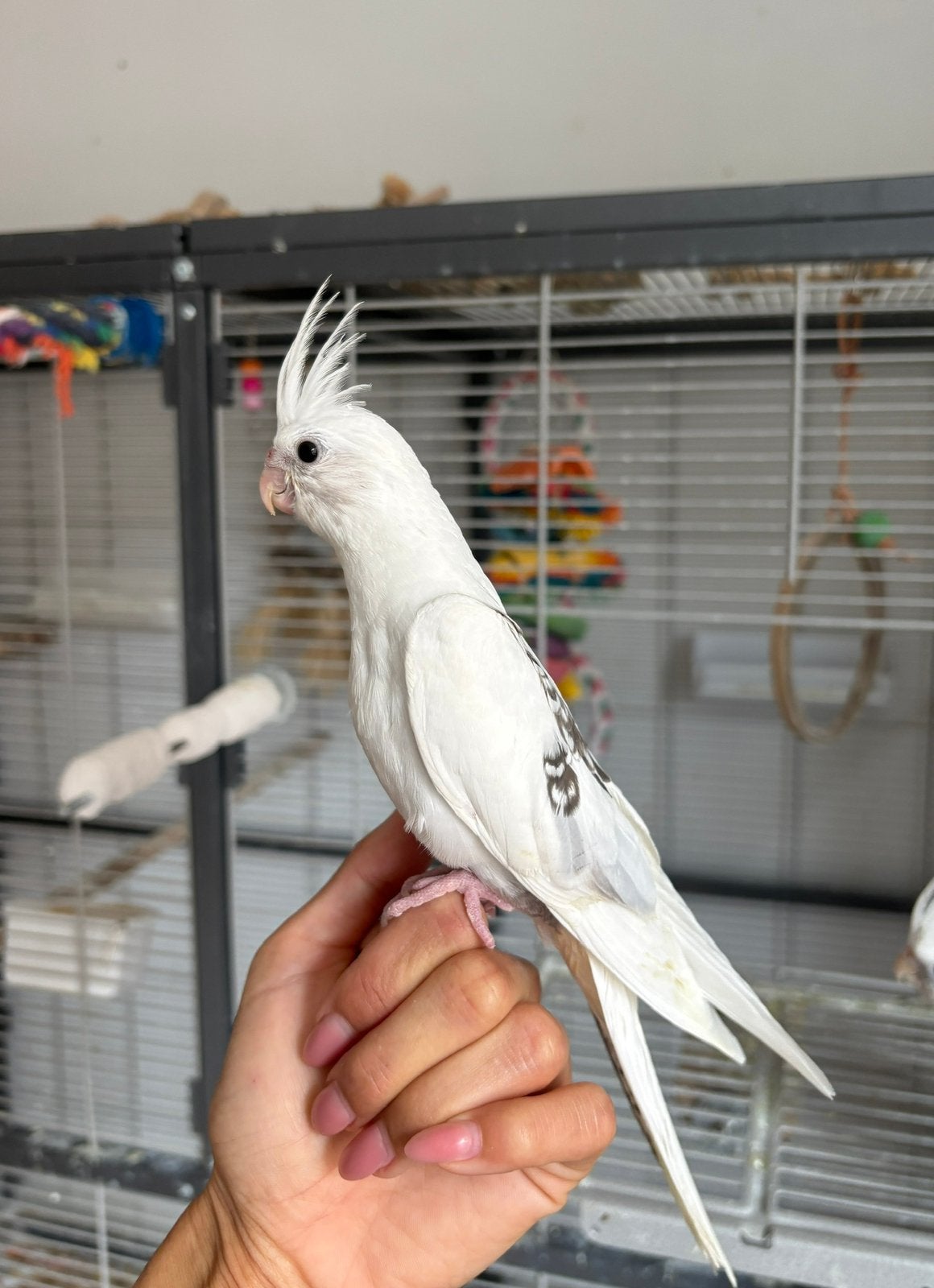 Jonge valkparkieten, DNA getest, Animaux & Accessoires, Domestique