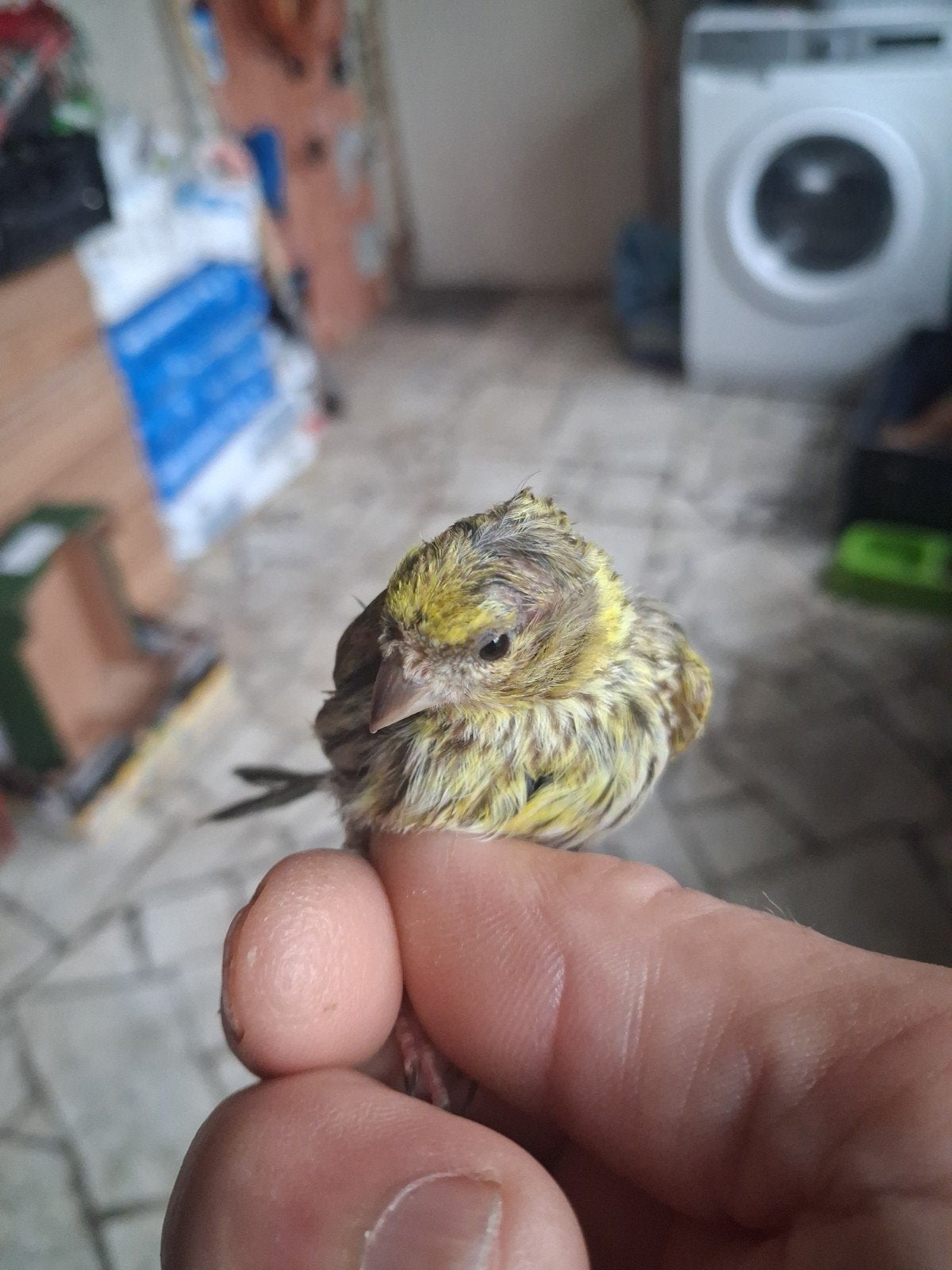 Cine, Dieren en Toebehoren, Ophalen
