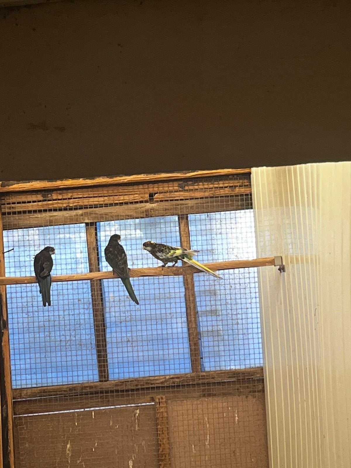 Zwarte witvleugels, Dieren en Toebehoren, Vogels | Parkieten en Papegaaien