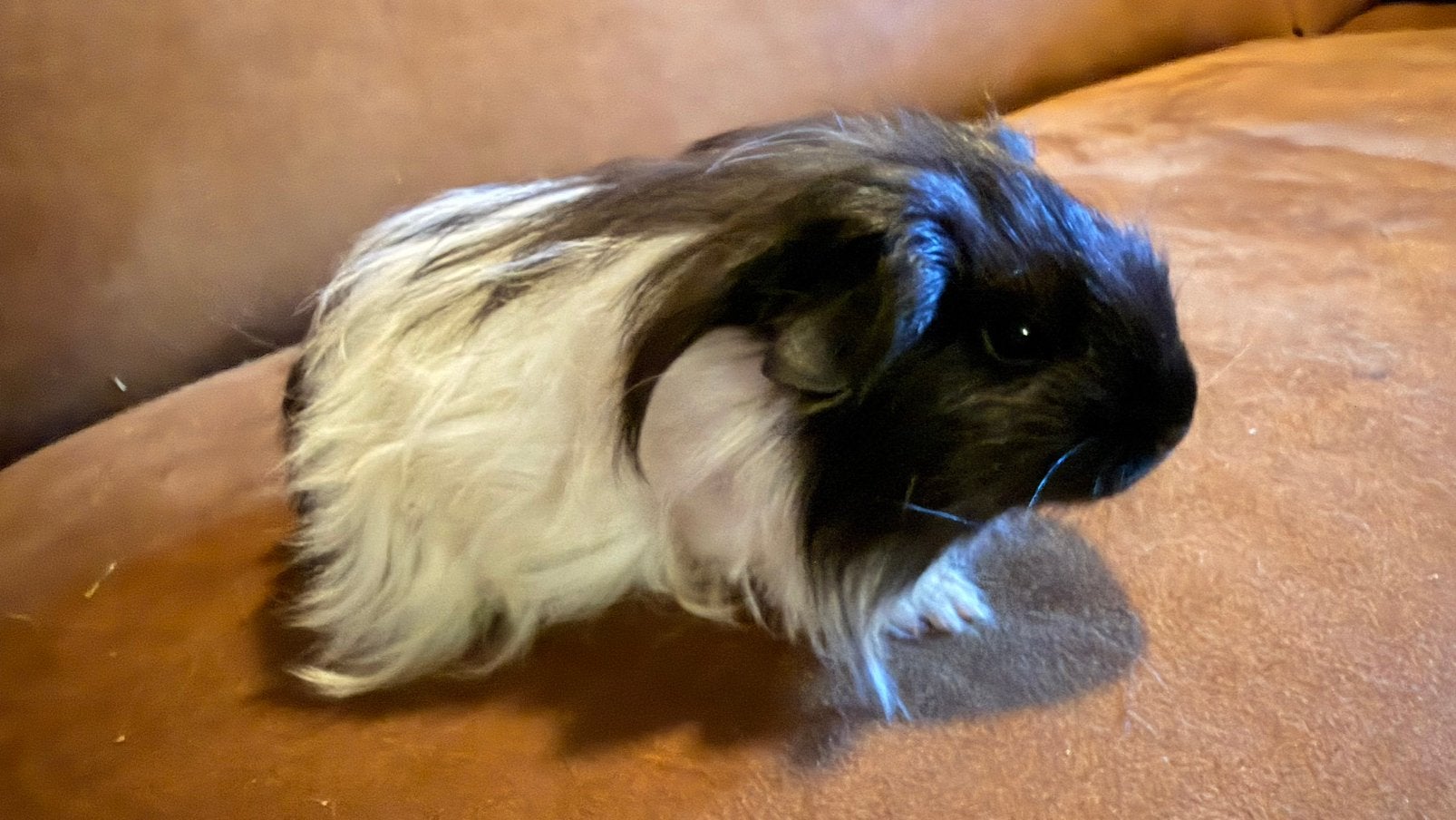 Cavia, Cobaye Shelty Mâle bébé noir et blanc, Animaux & Accessoires, Août, Mâle, Domestique, Cobaye