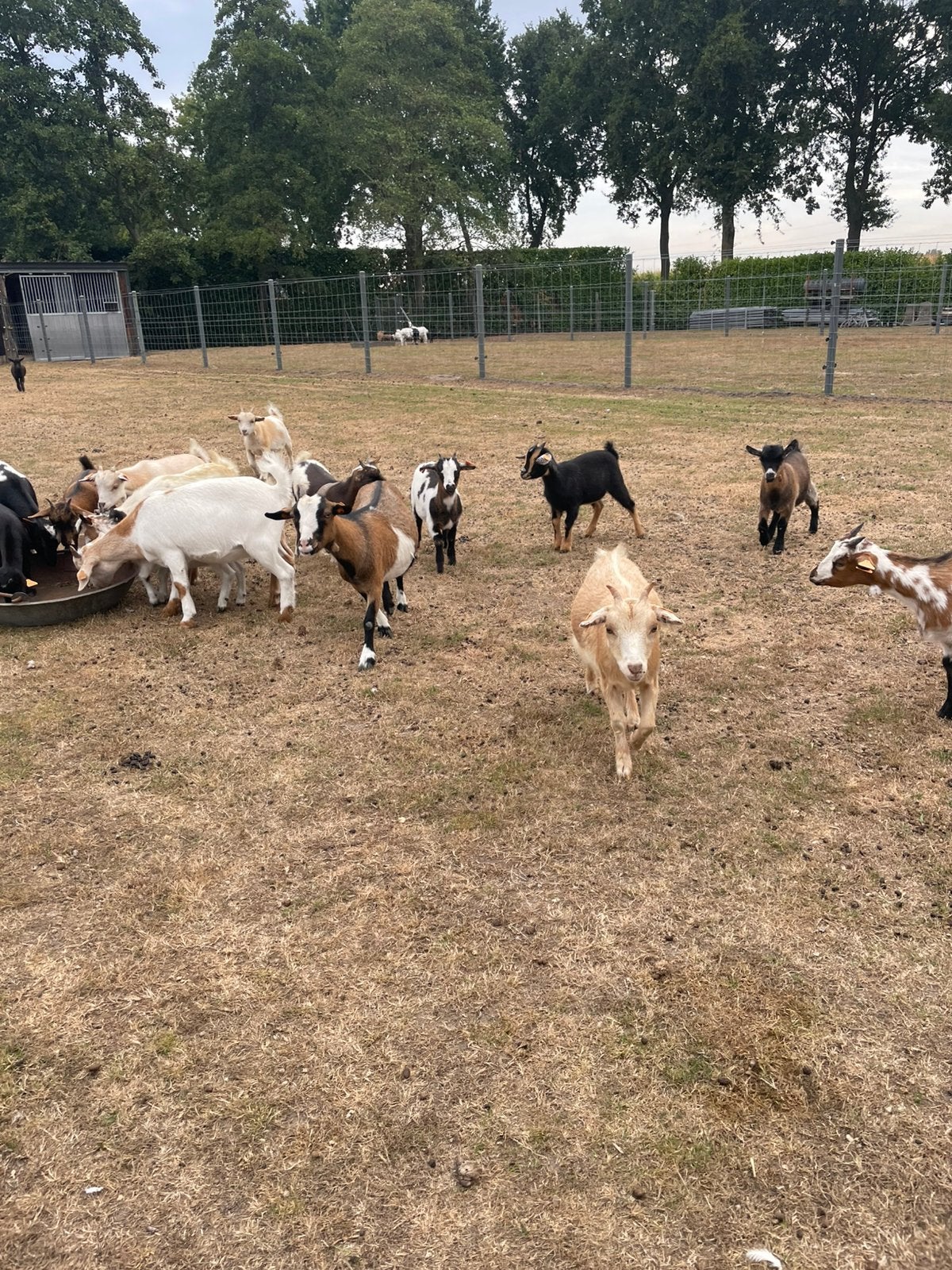 Dwerggeitjes miekes, Femelle, Chèvre, 0 à 2 ans