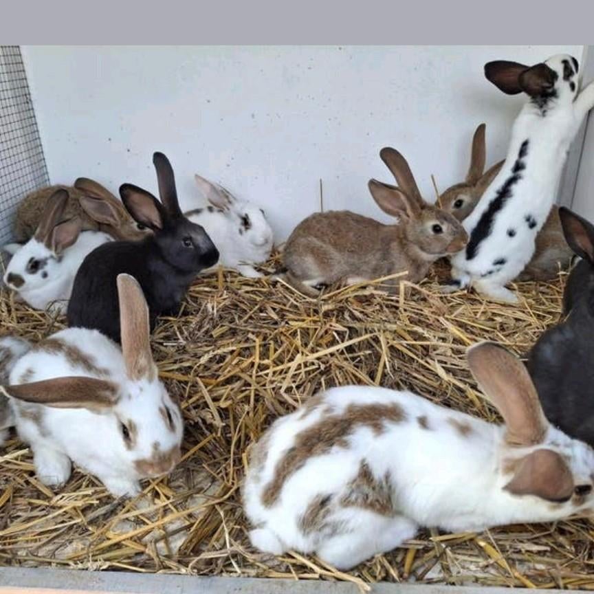 Jeunes lapins, Animaux & Accessoires, Plusieurs animaux, Grand, 0 à 2 ans