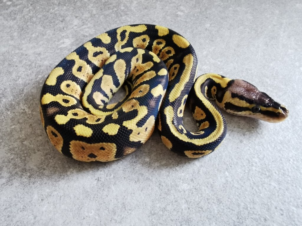 0.1 Koningspython; python regius; Pastel (het Clown), Dieren en Toebehoren, Reptielen en Amfibieën, Slang, Tam, 0 tot 2 jaar