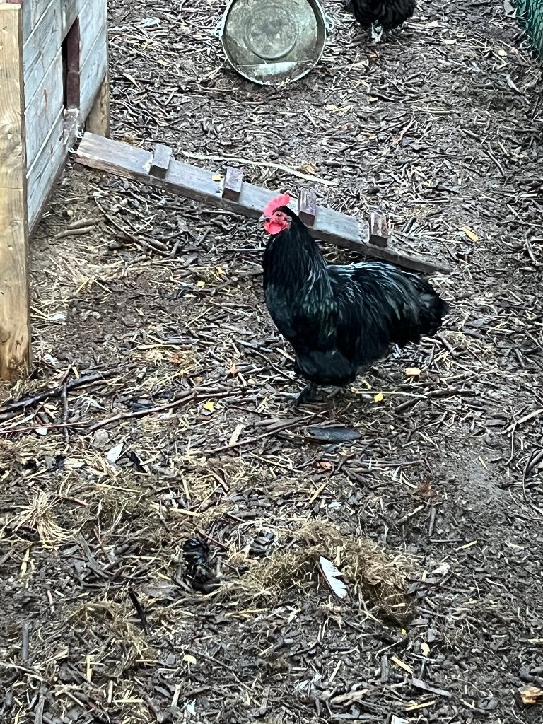 Haan, Mâle, Poule ou poulet