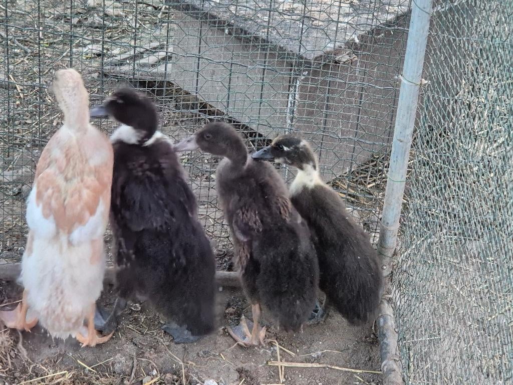 Canard, Animaux & Accessoires, Volatiles, Canard, Plusieurs animaux