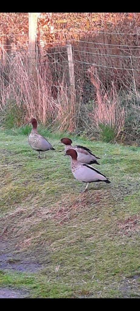 Manenganzen sierganzen mannetjes, Dieren en Toebehoren, Pluimvee