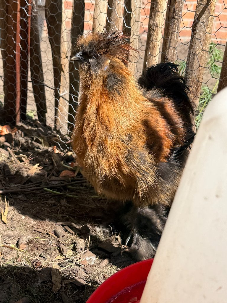 Haantjes, Dieren en Toebehoren, Pluimvee, Mannelijk, Kip