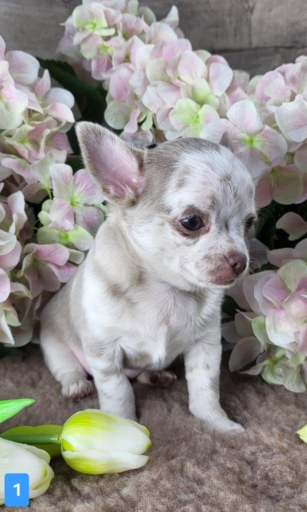 Chihuahua pups korthaar chi pup, Dieren en Toebehoren, Parvo, België, Fokker | Hobbymatig, 8 tot 15 weken