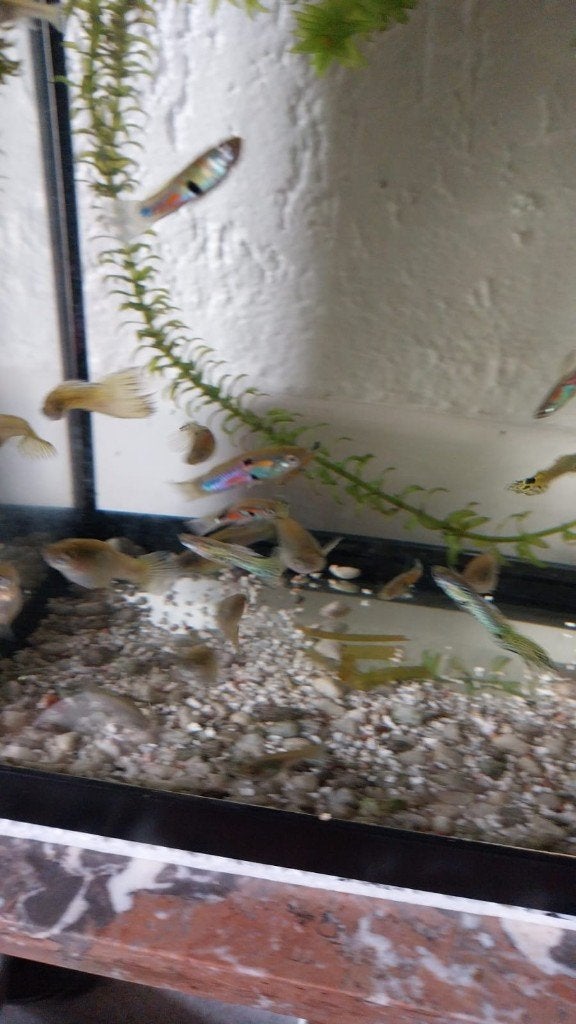 aqarium guppy's, Ophalen