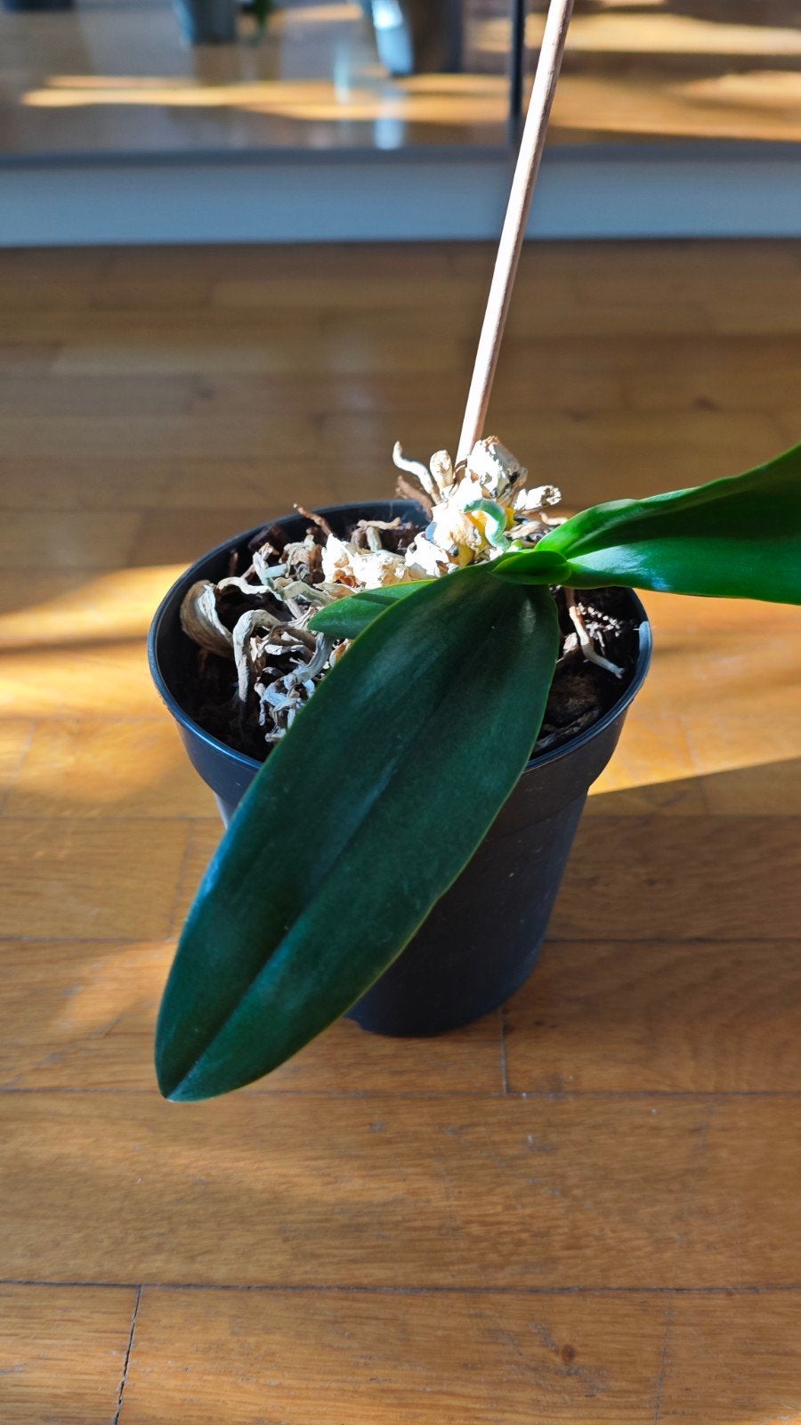 Orchidee, Huis en Inrichting, Kamerplanten, Ophalen, Overige soorten, Halfschaduw, Minder dan 100 cm