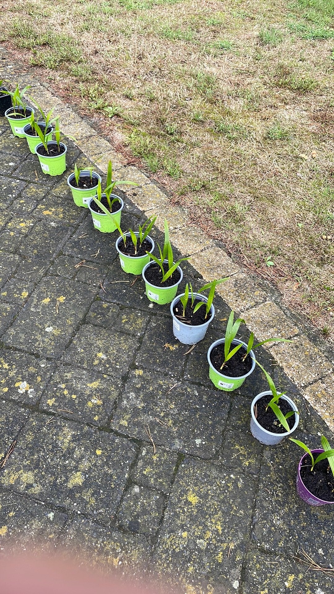 Zaailingen van Trachycarpus Fortunei, Tuin en Terras, Ophalen