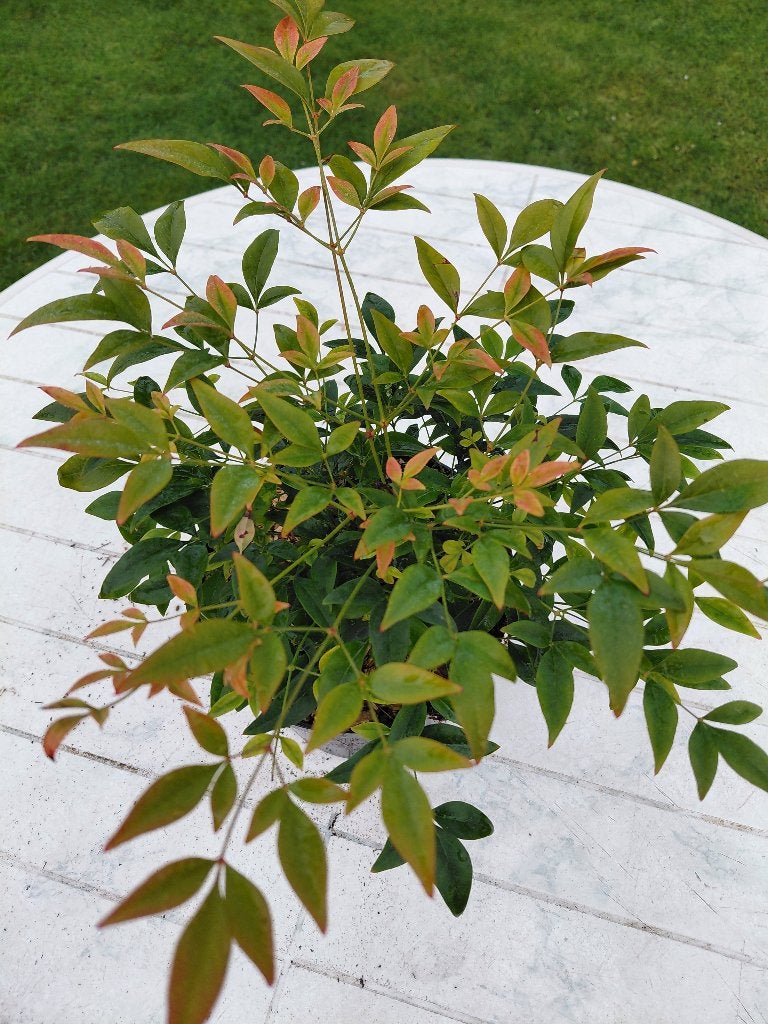 Nandina Gulfstream, Tuin en Terras, Ophalen, Bamboe