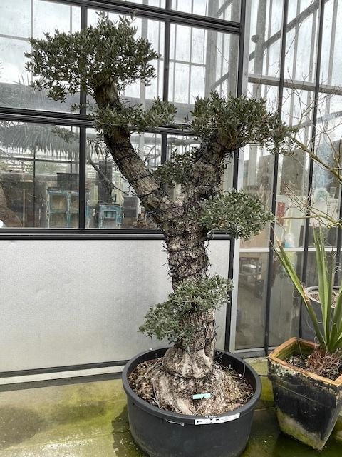 Olijfboom 'Pom Pom', Tuin en Terras, Lente, 100 tot 250 cm, Olijfboom, Ophalen