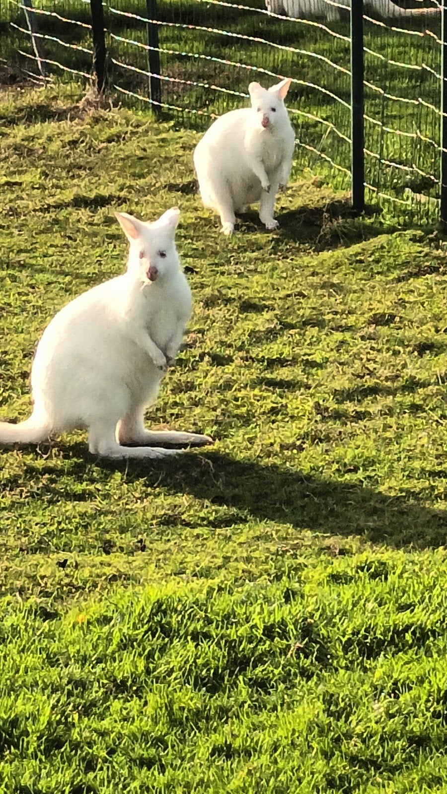 kangoeroe, Februari, Mannelijk