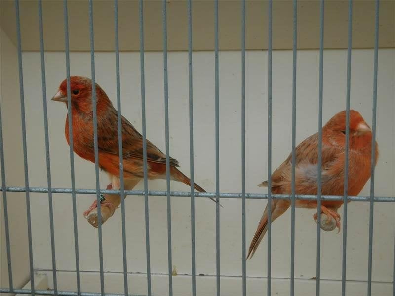 Kanarie rood agaat, Dieren en Toebehoren, Meerdere dieren