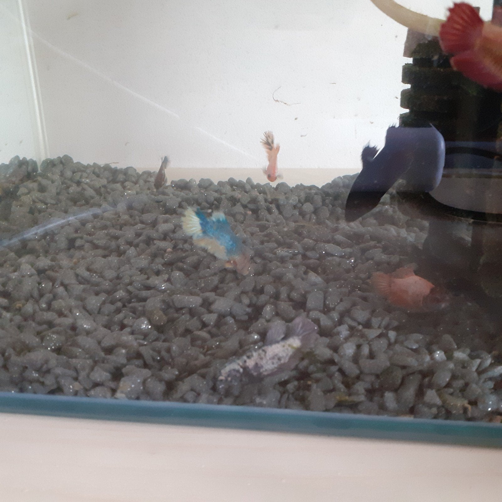 betta vrouw, Dieren en Toebehoren, Vissen | Aquariumvissen, Vis