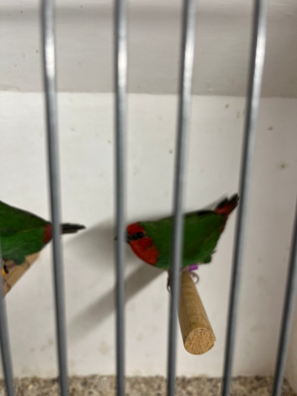 Roodkoppapegaaiamadines, Dieren en Toebehoren, Vogels | Overige Vogels