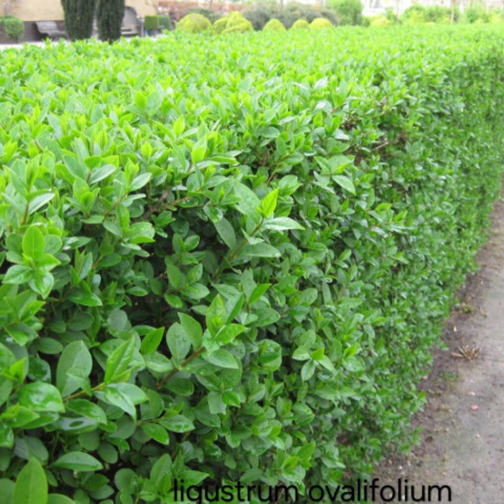 ‼️crataegus monogyna aan promoprijzen ‼️, Enlèvement, Taxus