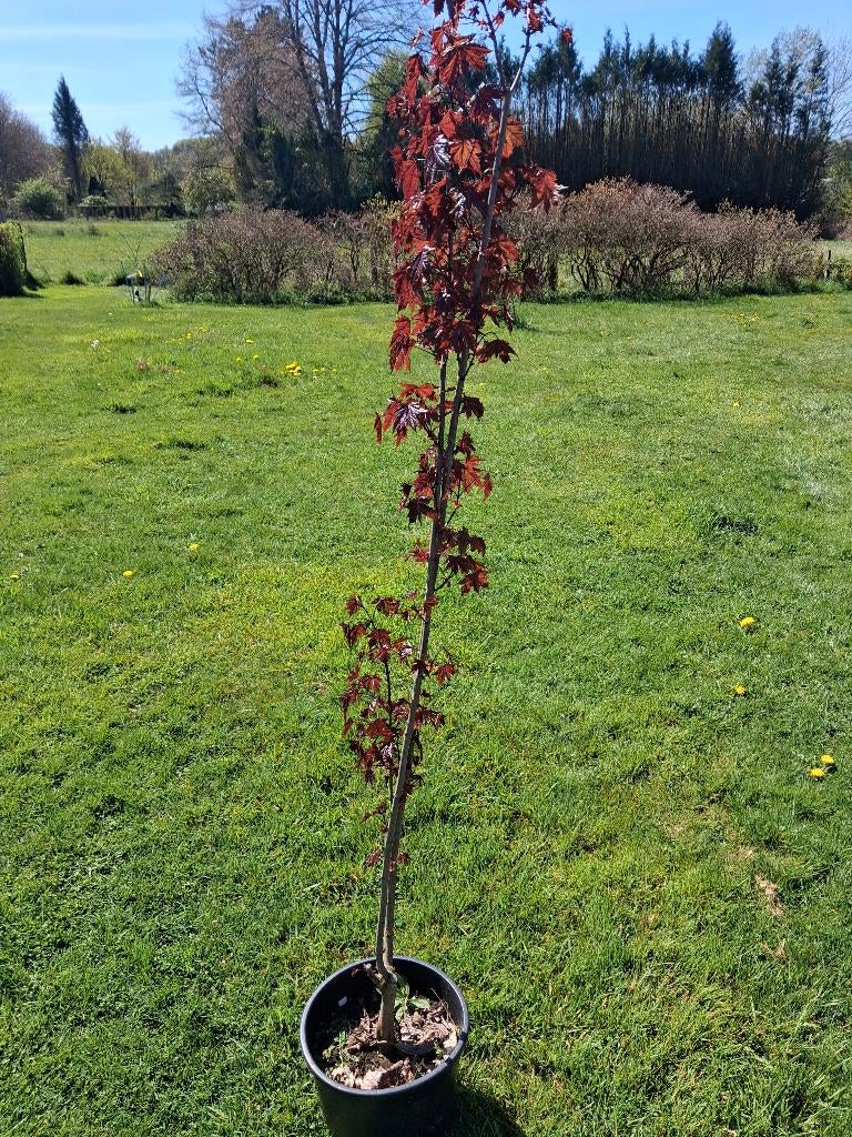 Erable Acer crimson sentry, Enlèvement