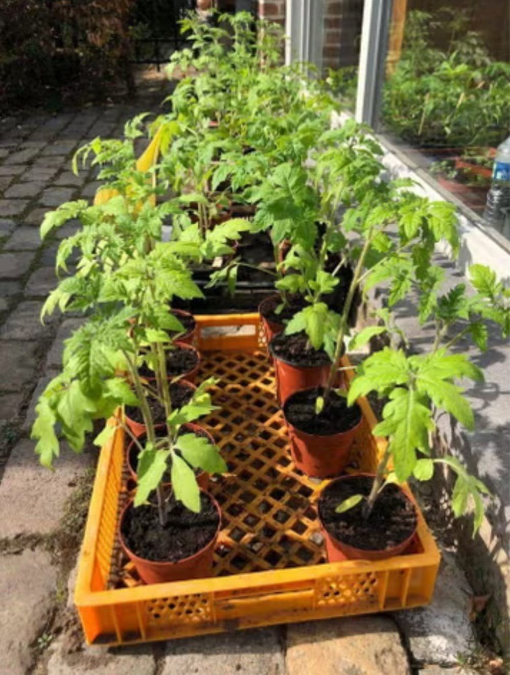 Plants de tomates biologiques de Turquie et de Russie., Jardin & Terrasse, Enlèvement
