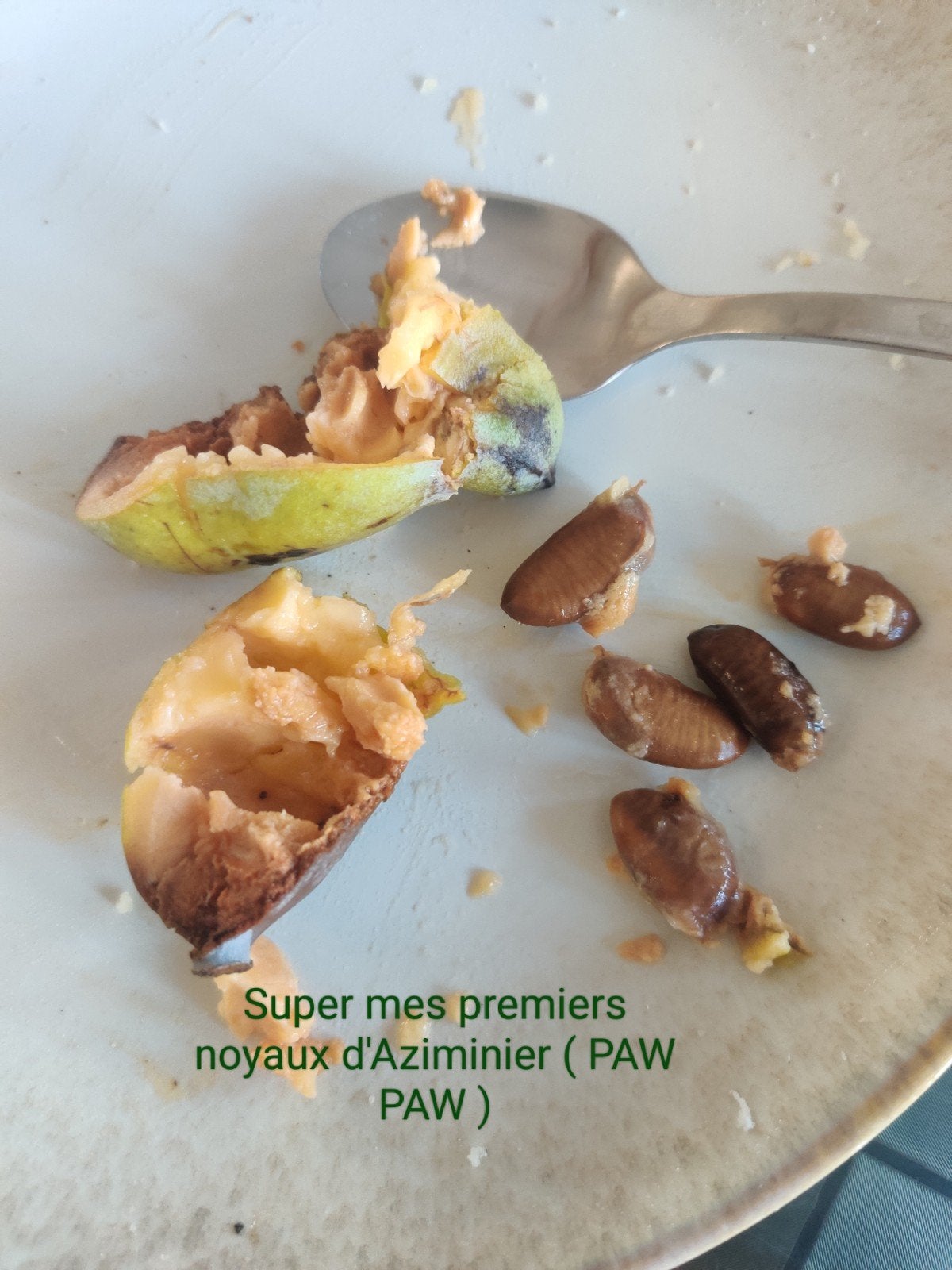 Graines d'Aziminier ( Paw Paw ), Enlèvement ou Envoi