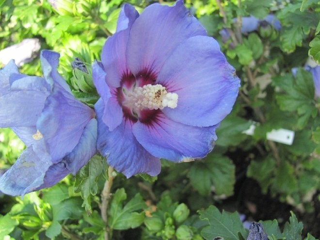 Hibiscus (Hibiscus), Tuin en Terras, Ophalen, Overige soorten, Struik, Minder dan 100 cm