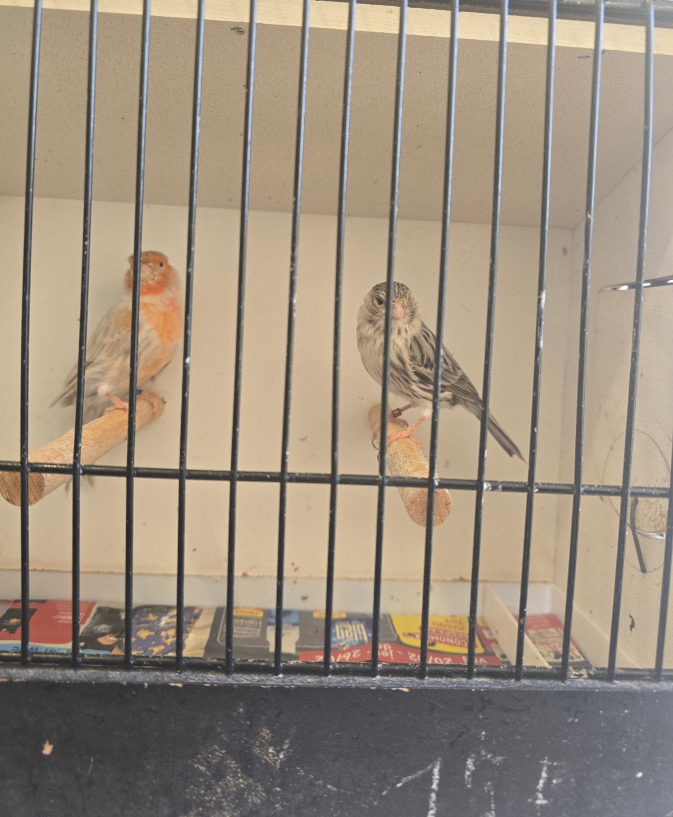 Koppel kanarie 25€, Dieren en Toebehoren, Vogels | Kanaries