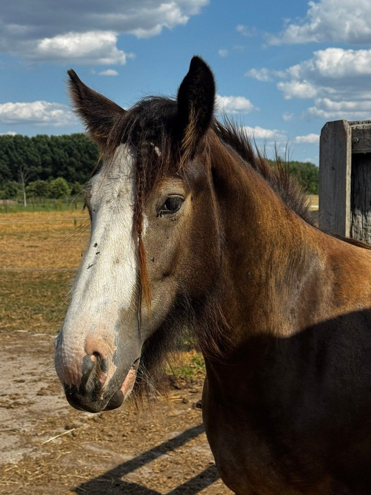 Tinker merrie te koop, Jument