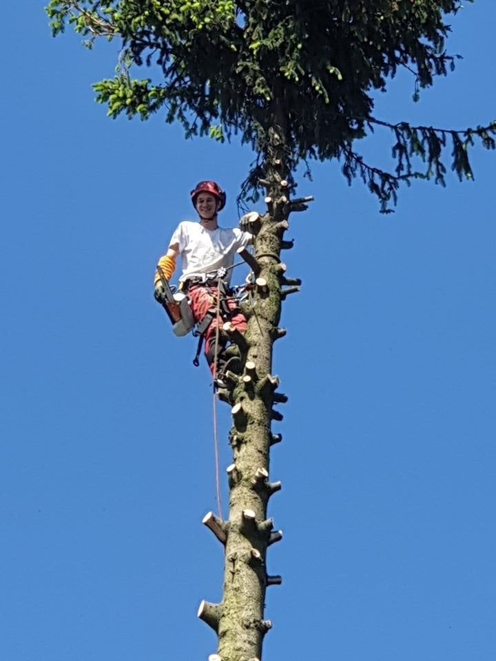 Travaux d'abattage / démontage / élagage d'arbres, Enlèvement