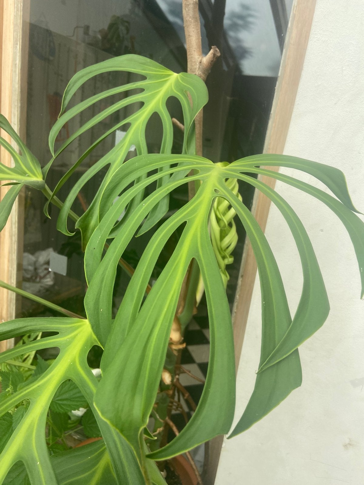 Monstera Dilacerata (BMF), Huis en Inrichting, Kamerplanten, Ophalen of Verzenden