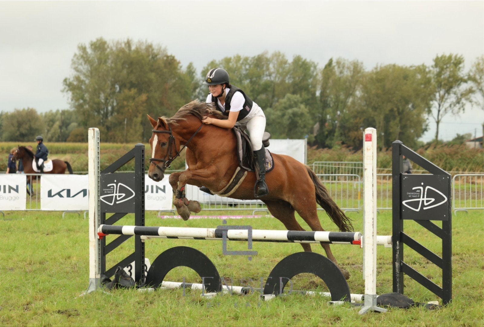 Duitse stamboek pony, Dieren en Toebehoren, Merrie, Met stamboom, Dressuurpaard, L