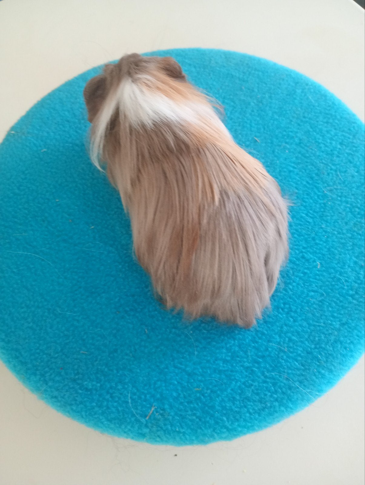 sheltie zeugje slate goud wit., Dieren en Toebehoren, Cavia, Juni, Vrouwelijk, Tam