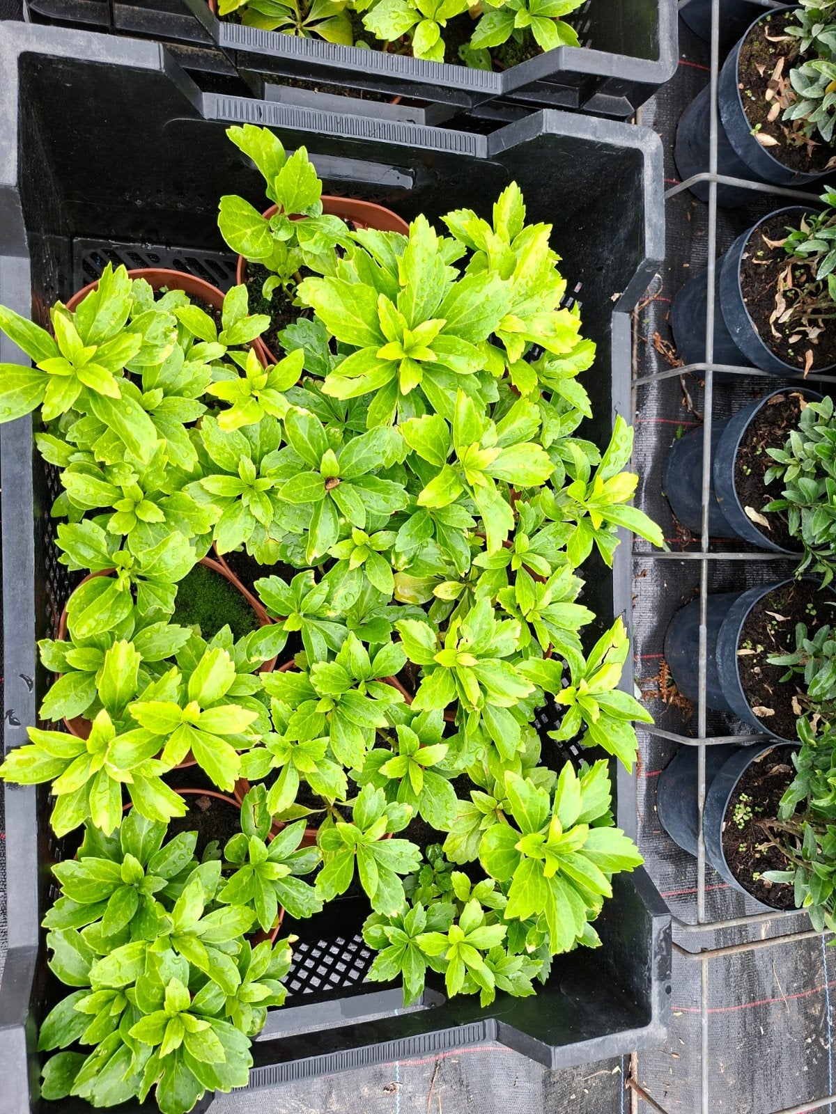 Pachysandra, Tuin en Terras, Ophalen