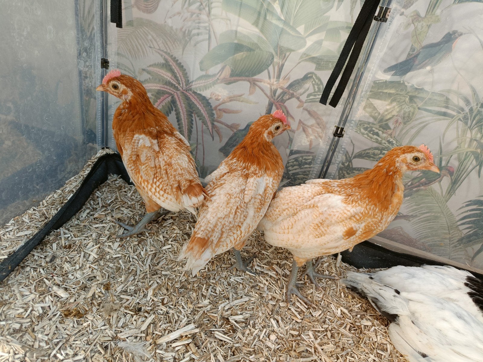 Coqs de volaille frisonne jaune/blanc, Mâle, Poule ou poulet
