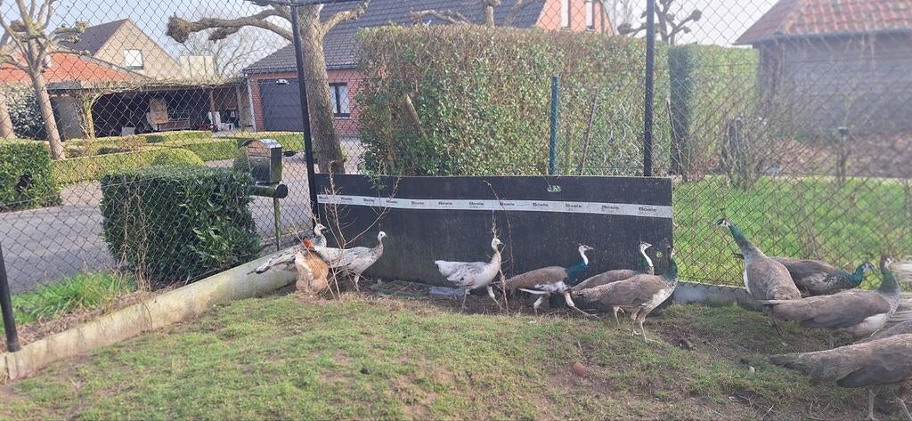 Pauw haan 1 jaar oud, Dieren en Toebehoren