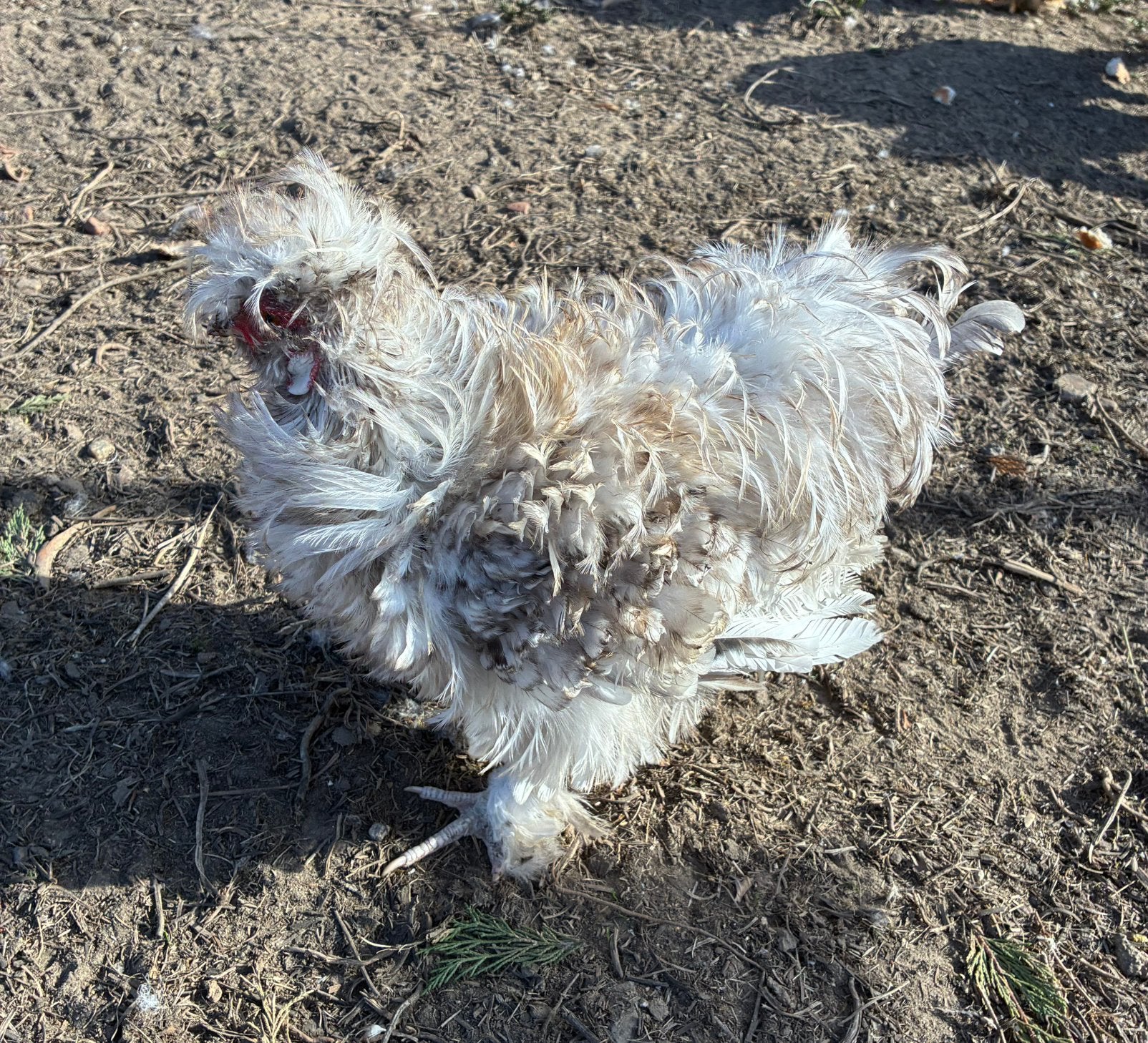 Zijdehoen haan, Dieren en Toebehoren, Mannelijk, Kip