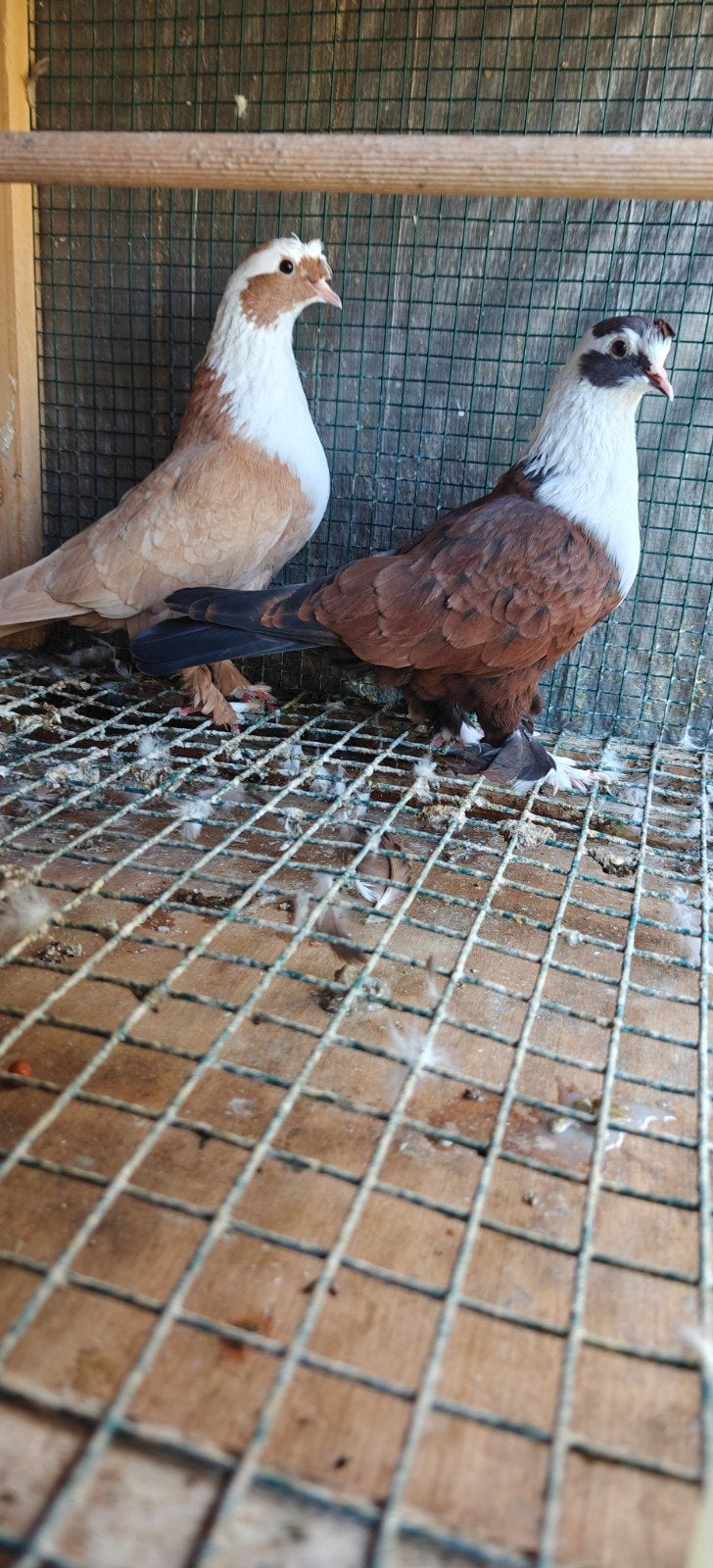 duiven te koop, Dieren en Toebehoren