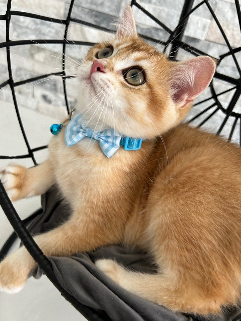British shorthair, Animaux & Accessoires, Chats & Chatons | Chats de race | Poil ras, Chat, 0 à 2 ans, Avec puce électronique