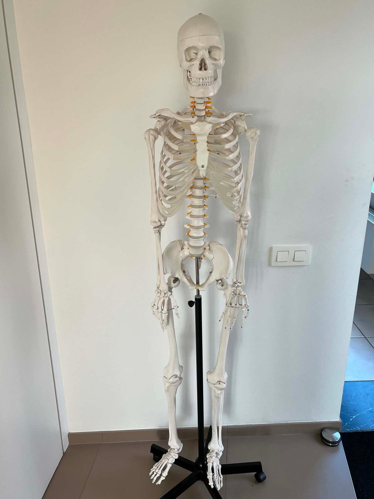 Anatomie skelet, Diversen, Ophalen