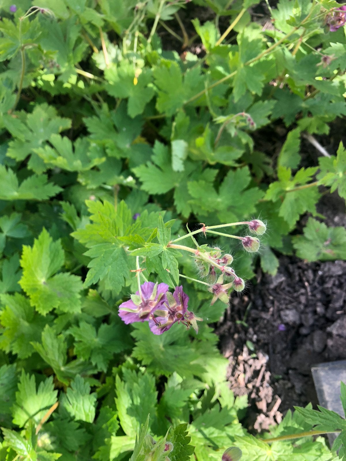 Geranium met bordeauxkleurige bloempjes, Ophalen of Verzenden, Vaste plant