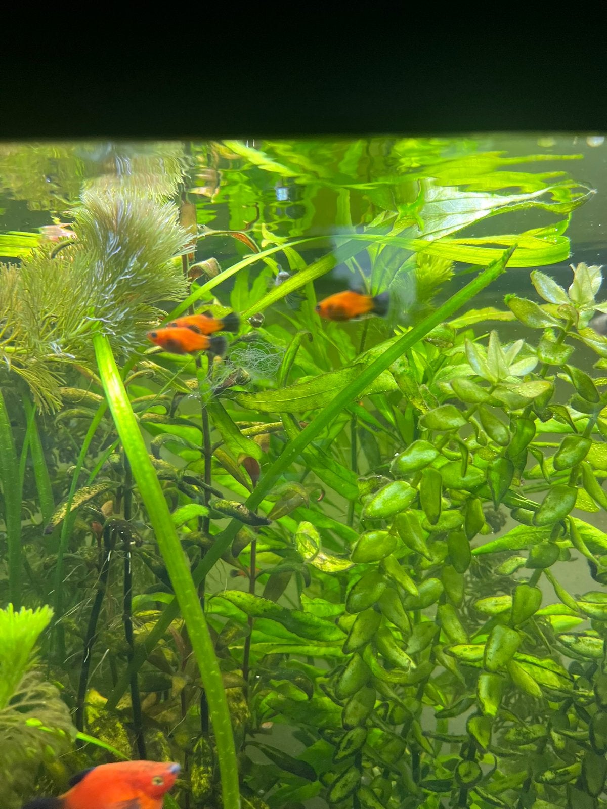 Jonge Platy’s te koop - eigen kweek, Dieren en Toebehoren, Vissen | Aquariumvissen, Vis, Zoetwatervis