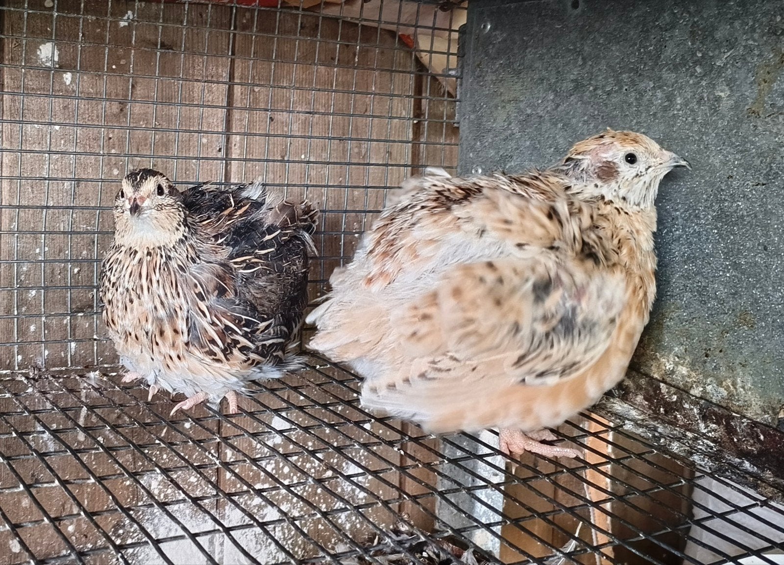Japanse kwartels