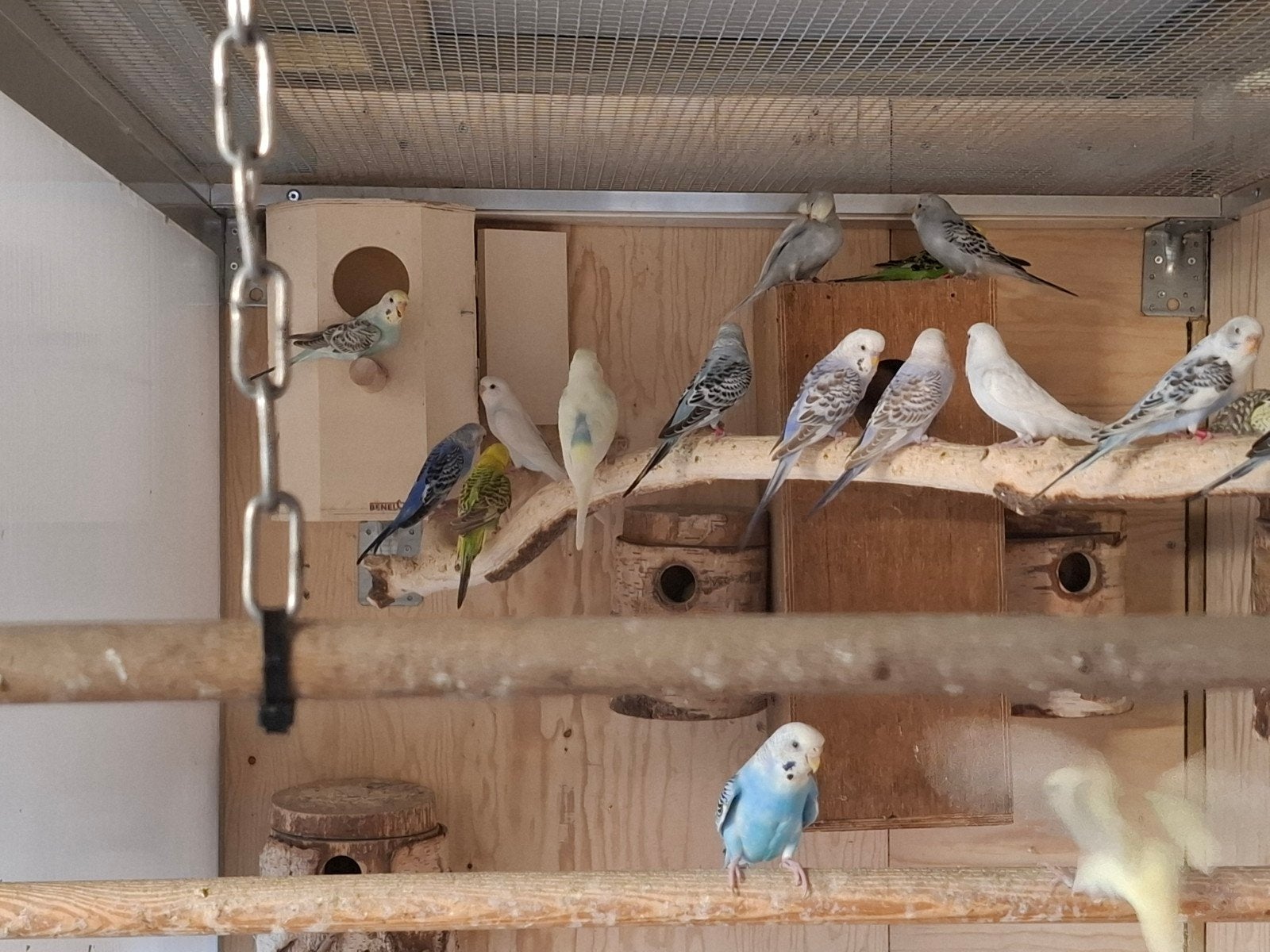 jonge parkieten, Dieren en Toebehoren